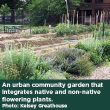 An urban community garden that integrates native and non-native flowering plants. Photo: Kelsey Greathouse